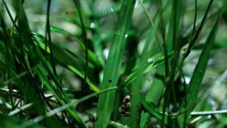 BELGAIMAGE-107528824